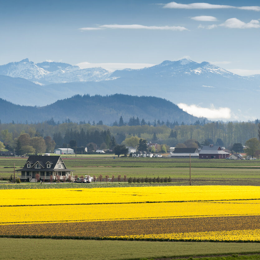 Skagit Valley Daffodil Field. The Skagit Valley, near Mt. Vernon, Washington, is best known for it's tulips but just as colorful and impressive are the yellow Daffodil flower fields.